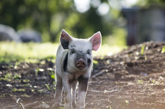 What’s the talk about pork?